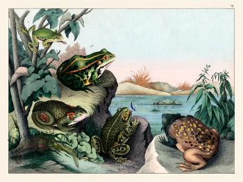 Schubert Reptiles Frog 1870